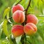 Prunus persica 'Amsden'