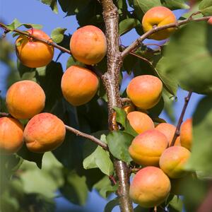 Prunus armeniaca Compacta