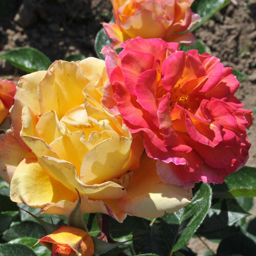 Rosa 'La Parisienne'