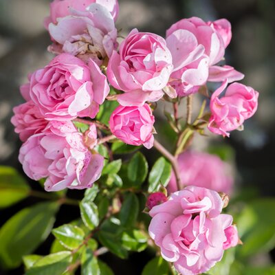 Rosa 'The Fairy'