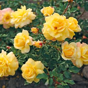 Rosa 'Candela®'