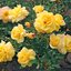 Rosa 'Candela'®
