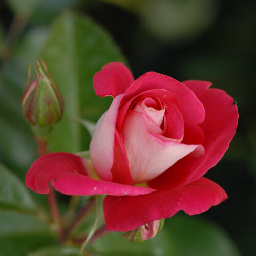 Rosa - Hybriden Halleluja