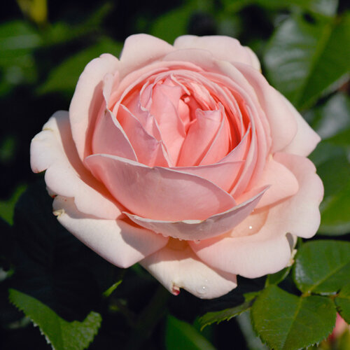 Rosa - Hybriden Aphrodite