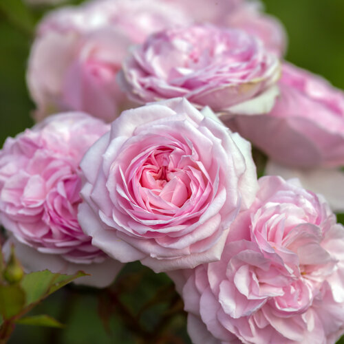Rosa 'Olivia Rose'
