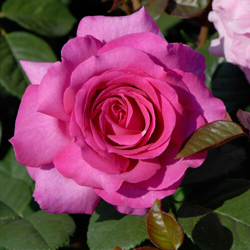 Rosa 'Chartreuse de Parme®'