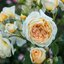 Rosa 'Crown Princess Margareta'
