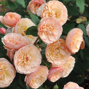 Rosa 'Eveline Wild®' 