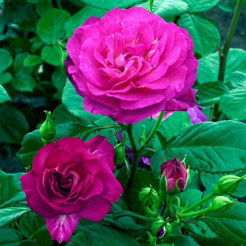 Rosa 'Outta The Blue®'