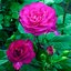 Rosa 'Outta The Blue®'
