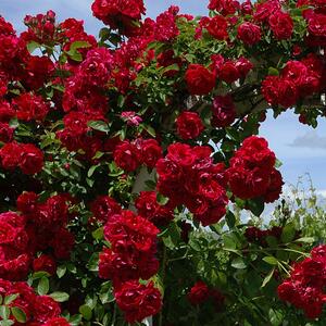 Rosa 'Santana®'