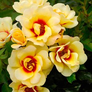 Rosa - Hybriden Glorious Babylon Eyes