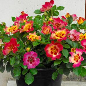 Rosa 'Sunshine Babylon Eyes®'