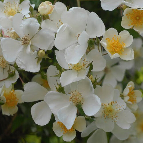 Rosa 'R. Filipes Kiftsgate'