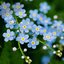 Myosotis sylvatica