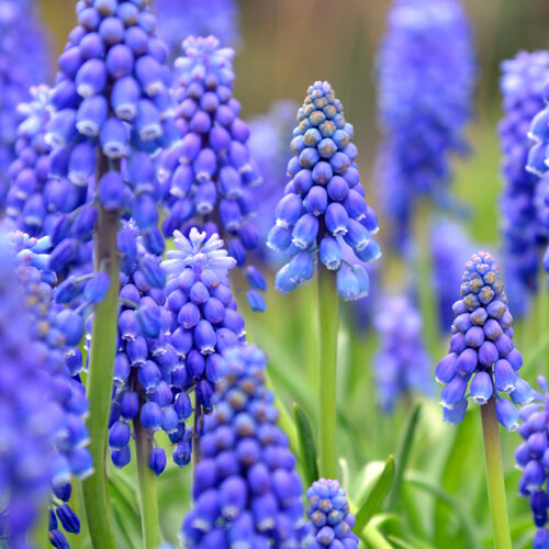 Muscari armeniacum