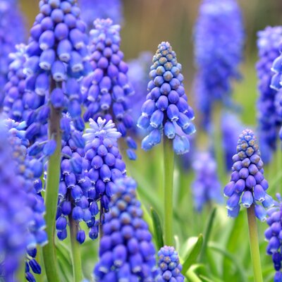 Muscari armeniacum