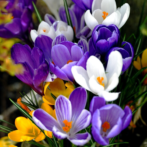 Crocus neapolitanus