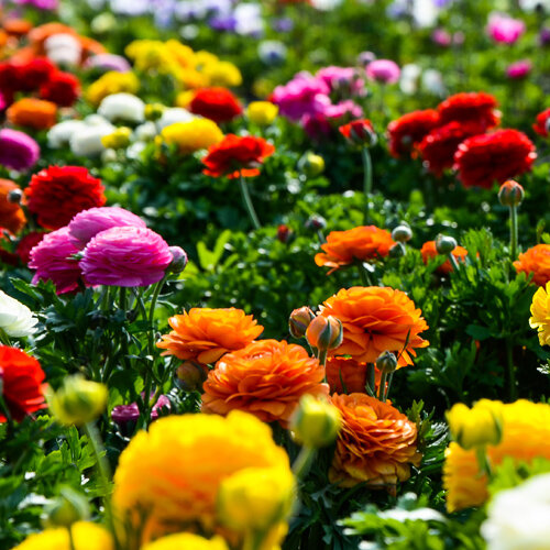 Ranunculus bloomingdale Hybriden