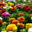 Ranunculus bloomingdale Hybriden