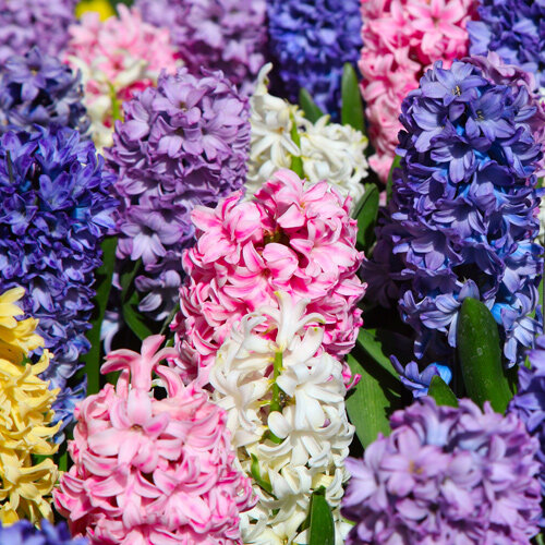 Hyacinthus orientalis