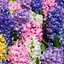 Hyacinthus orientalis