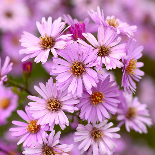 Aster novi belgii