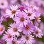 Aster novi belgii