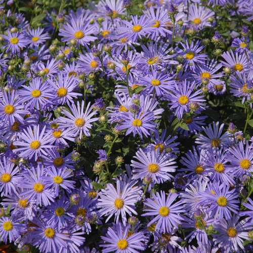 Aster novi belgii