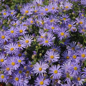 Aster novi belgii