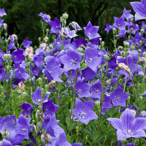 Platycodon grandiflorus