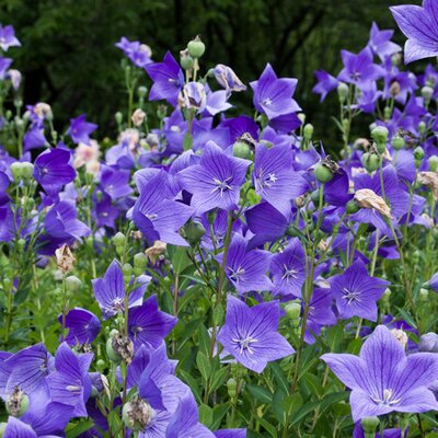 Platycodon grandiflorus