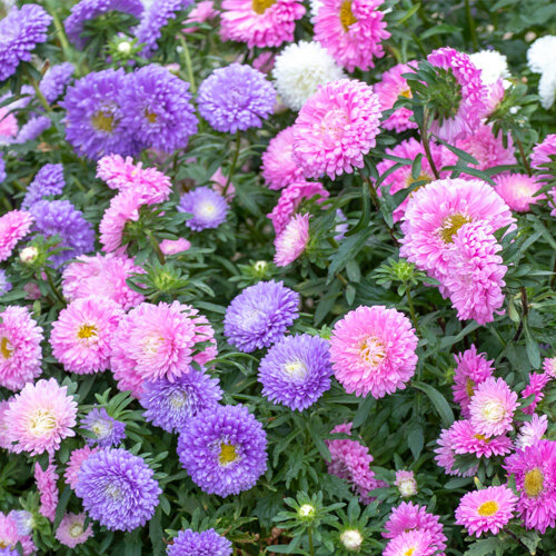 Aster novi belgii Trio