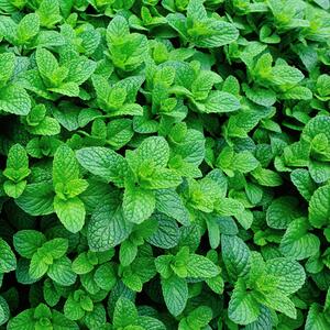 Mentha spicata