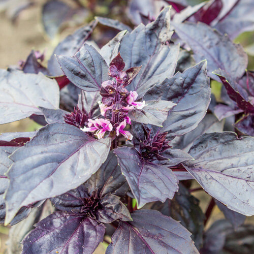 Ocimum basilicum