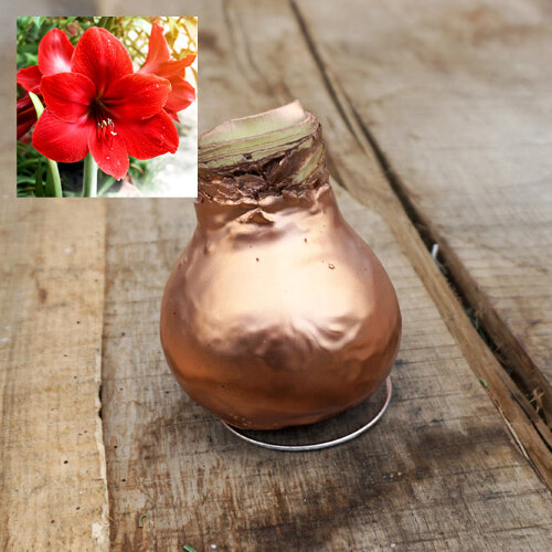 Hippeastrum Hybriden gewachst
