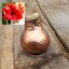 Hippeastrum Hybriden gewachst