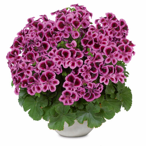 Pelargonium zonale - Hybriden 'Angeleyes'