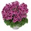 Pelargonium zonale - Hybriden 'Angeleyes'