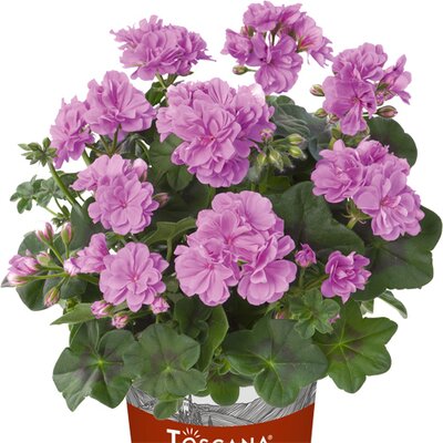 Pelargonium zonale - Hybriden