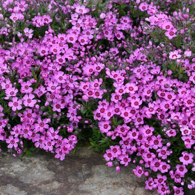 Phlox subulata Zwergenteppich