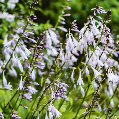 Hosta plantaginea Invincible