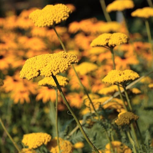Achillea filipendulina 'Coronation Gold'