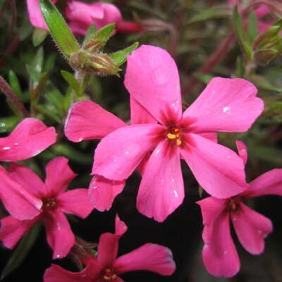 Phlox subulata Atropurpurea