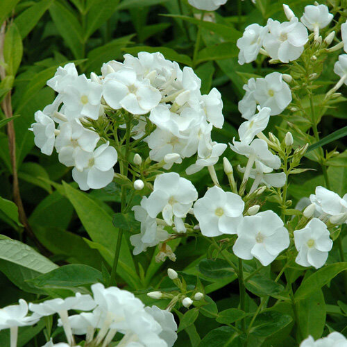 Phlox subulata White Delight