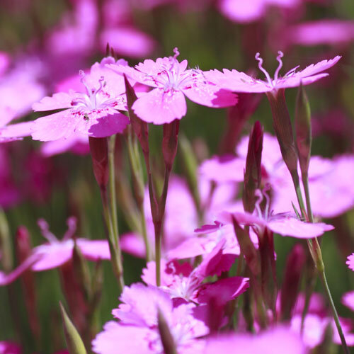 Dianthus carthusianorum