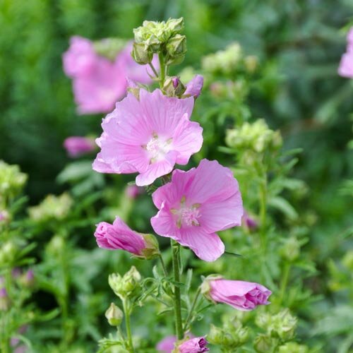 Malva moschata
