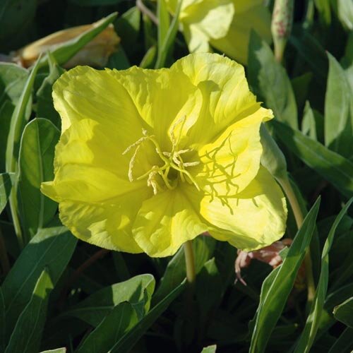Oenothera macrocarpa