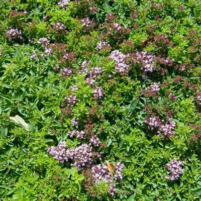 Origanum vulgare Compactum