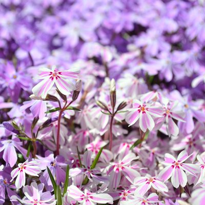 Phlox subulata Candy Stripes